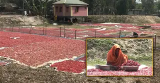 শেরপুরে লাভজনক হয়ে উঠছে শুকনো মরিচ উৎপাদন